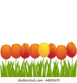 Bright orange tulips isolated on white background. Vector illustration.