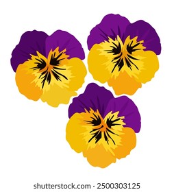 Bright pansy flowers. Vector isolated illustration.