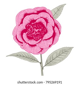 Bright pink camellia japonica peony form flower with leaves hand drawn vector illustration
