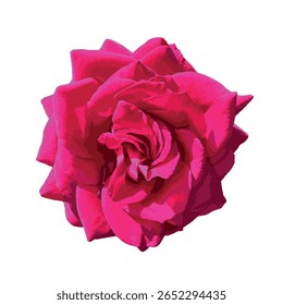Flor rosa brilhante Damask Rose isolada no fundo branco - Close-up de uma Rosa Damascena vibrante totalmente florescente com pétalas detalhadas, ideal para uso botânico, aromaterapia, cosméticos ou projeto floral