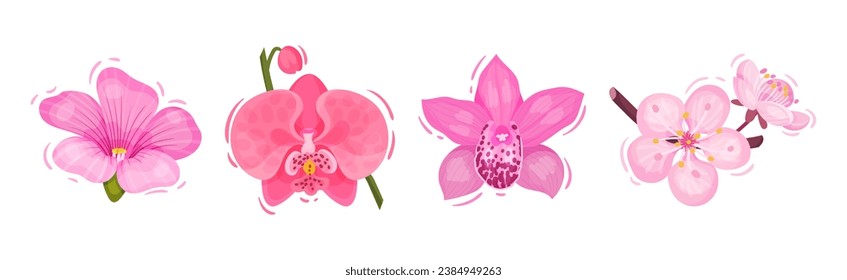 Bright Pink Flower and Showy Bud as Garden Element Vector Set