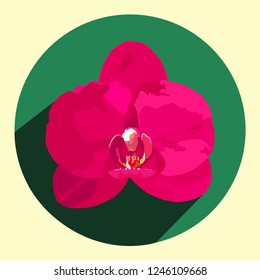 A bright pink orchid flower in a green circle. Pink orchid for flower shops. Orchid flower on a green background.
