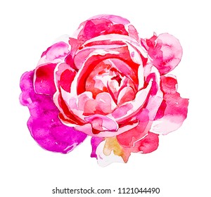 bright pink rose isolated on white background, handmade watercolor vector illustration