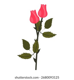 Bright pink rose. Two buds on one stem. Vector illustration isolated on white background.