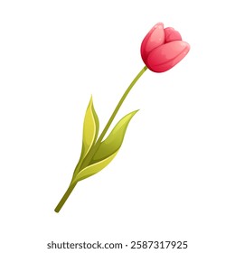 Bright pink tulip on white background. Isolated floral element for spring
