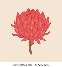 Bright pink vector flower illustration. Elegant strawflower drawing with vibrant petals on pastel background. Modern botanical design. Blooming bud in outline style with colored fill for cards, decor