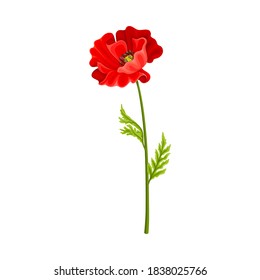 Bright Poppy with Showy Petals on Green Stem Vector Illustration