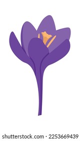 Bright purple crocus spring-flowering plant flat icon. Vector illustration