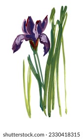 Bright purple Iris flower. Hand-drawn pictorial botanical illustration. Modern Fashion plant painting for fabric design, T-shirts, bags, cosmetics packaging, wedding invitations. Gouache painting