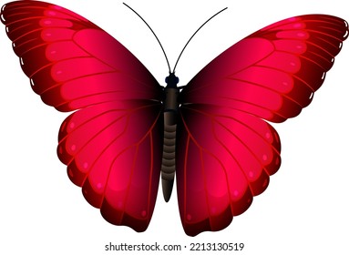 Bright Realistic Butterfly. Red Winged Moth Flying