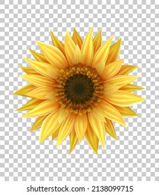 Bright realistic sunflower with yellow petals and dark middle with seeds closeup isolated on transparent background. Decoration for design with yellow summer flower.