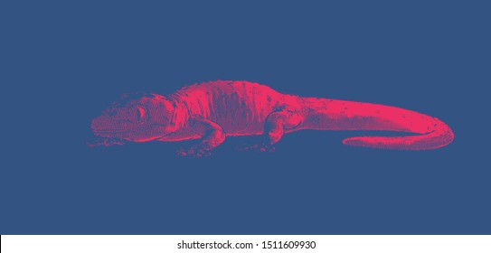 Bright red engraved vintage vector drawing gecko with dark shadow in side view isolated on deep blue background