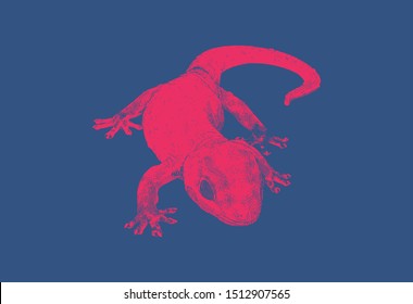 Bright red engraved vintage vector drawing house gecko hemidactylus lizard with dark shadow in front view isolated on deep blue background