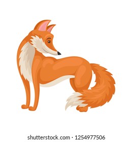 Bright red fox standing isolated on white background, side view. Wild forest animal with fluffy tail. Flat vector icon