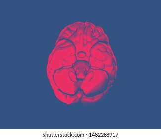 Bright red Human brain engraving drawing bottom view crosshatch graphic style isolated on deep blue background