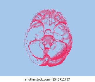 Bright red human brain engraving in bottom view point crosshatch style drawing isolated on light blue background
