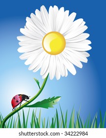 A bright red ladybug is crawling along a beautiful daisy stem stalk. Clear blue sky and green grass are on a background of a composition.