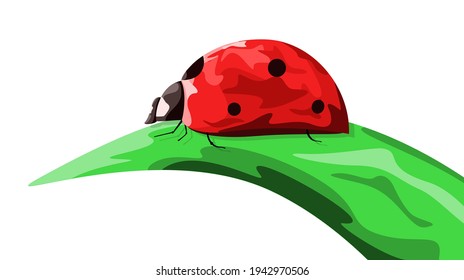 A bright red ladybug crawls on a green leaf on a white background. 