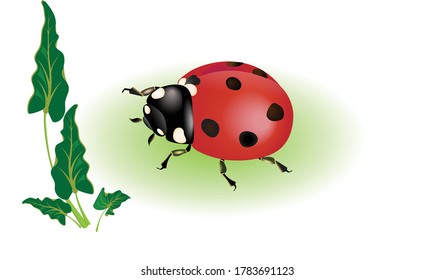 Bright red ladybug next to large green leaves close-up.
