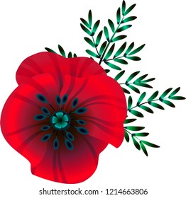 bright red poppy flower, vector illustration