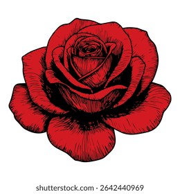 Bright red rose flower. Plant element in hand drawn style on isolated white background.