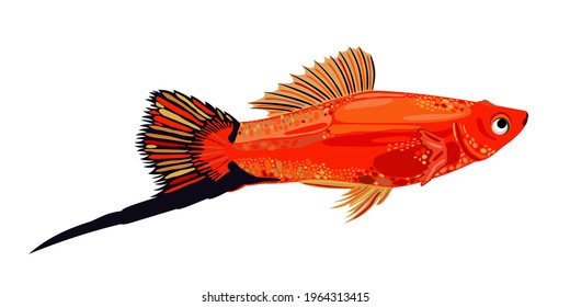 Bright red swordtail fish with long black tail, vector isolated illustration