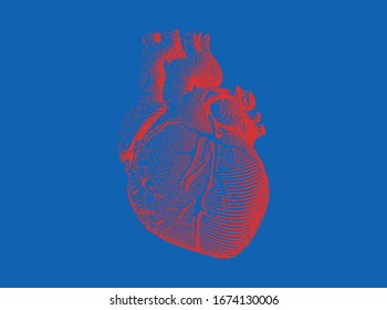 Bright red vintage engraved drawing abstract organ human heart in vector illustration with woodcut print style isolated on blue background