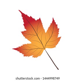 Bright red and yellow autumn leaf on white, stock vector illustration
