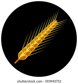 Bright ripe barley on a black background.
