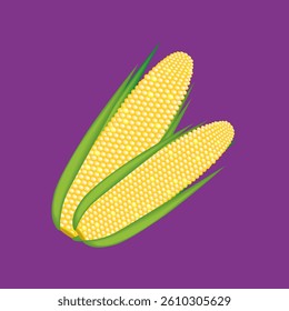Bright, ripe, yellow corn cobs isolated on purple background. Vector corn, popcorn.