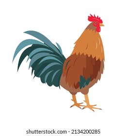 Bright Rooster bird isolated on white background. Farm, domestic or poultry icon. Vector flat or cartoon illustration.