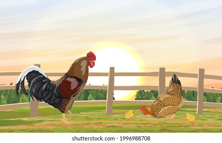 A bright rooster, chicken and little chicks stands on a green meadow with fence at sunset. Domestic bird. Agricultural vector realistic landscape