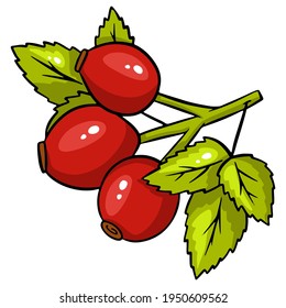 Bright rosehip isolated. Vector illustration isolated on white background. Rosehip for design or postcard decoration. Cartoon style.