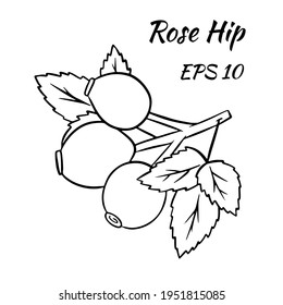 Bright rosehip isolated. Vector illustration isolated on white background. Rosehip for design or postcard decoration. Cartoon style.