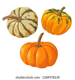 Bright set of realistic different pumpkins for printing and design. Vector illustration.