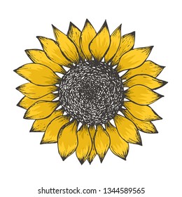 Bright sketch of colorful yellow sunflower blossom with black seeds. Hand drawn color illustration of sun flower isolated on white background for botanical pattern design, greeting card decoration