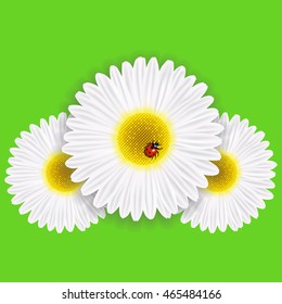 Bright spring background design. Vector resizable illustration EPS10. Spring chamomile with a ladybug on a green background