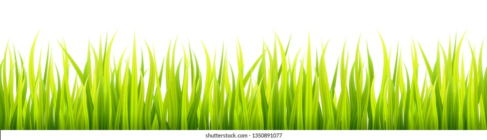 Bright springtime lawn banner. Seamless summer or spring grass decoration. Fresh greenery height.