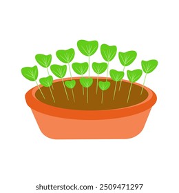 Bright sprouts of microgreens in an orange pot with soil. Growing greens at home.