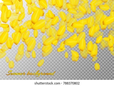 Bright summer background with floating yellow petals of flowering daffodils for decoration of romantic congratulations on a transparent backdrop