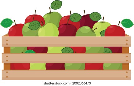 A bright summer illustration depicting a wooden box with ripe green and red apples. The harvested harvest of juicy apples in a wooden box. Vector illustration isolated on a white background