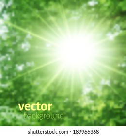 Bright summer sun in leaves