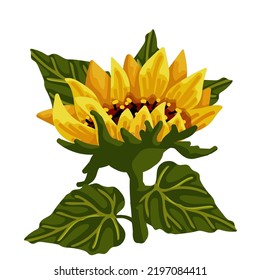 Bright sunflower flower with green leaves. Isolated vector graphic.