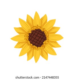 Bright sunflower flower with yellow leaves. Element of nature, plant for decoration and design. Vector flat illustration