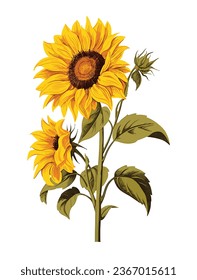 Bright Sunflowers Flower Clipart on Pure White Background