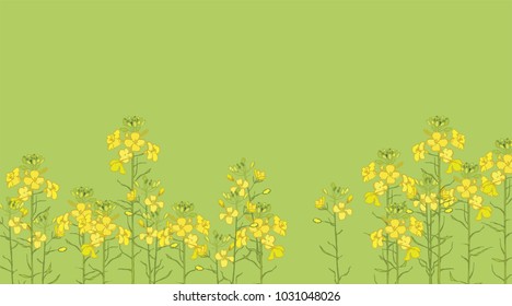 Bright, sunny flowering Brassica napus. Yellow Fields