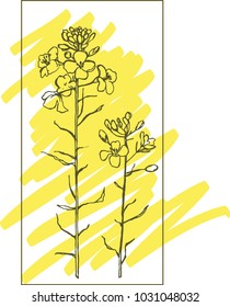 Bright, sunny flowering Brassica napus. Yellow Fields
