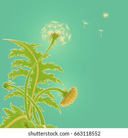 Bright sunny vector illustration of a field of dandelion growing on the background of turquoise sky. Blowball fly in the wind. Flower backdrop for summer or spring greeting cards, banner discount.