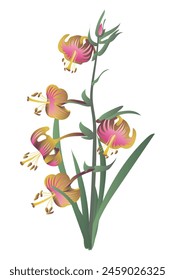 Bright tiger lily flowers bush in flat design. Summer tropical blossom. Vector illustration isolated.