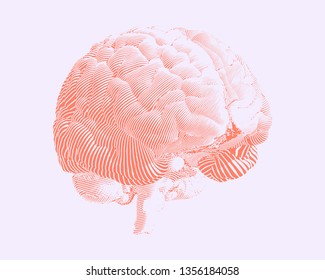 Bright tint red engraving human brain illustration in perspective view isolated on white background